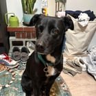 Lost Dog in Seattle, Washington — listing photo