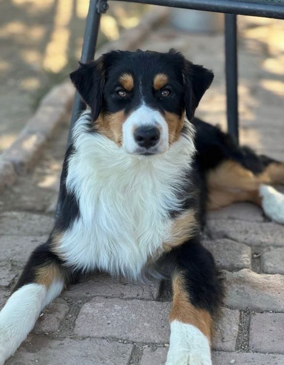 Lost Dog in Fort Collins, Colorado — listing photo