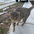 found cat in Denver, Colorado