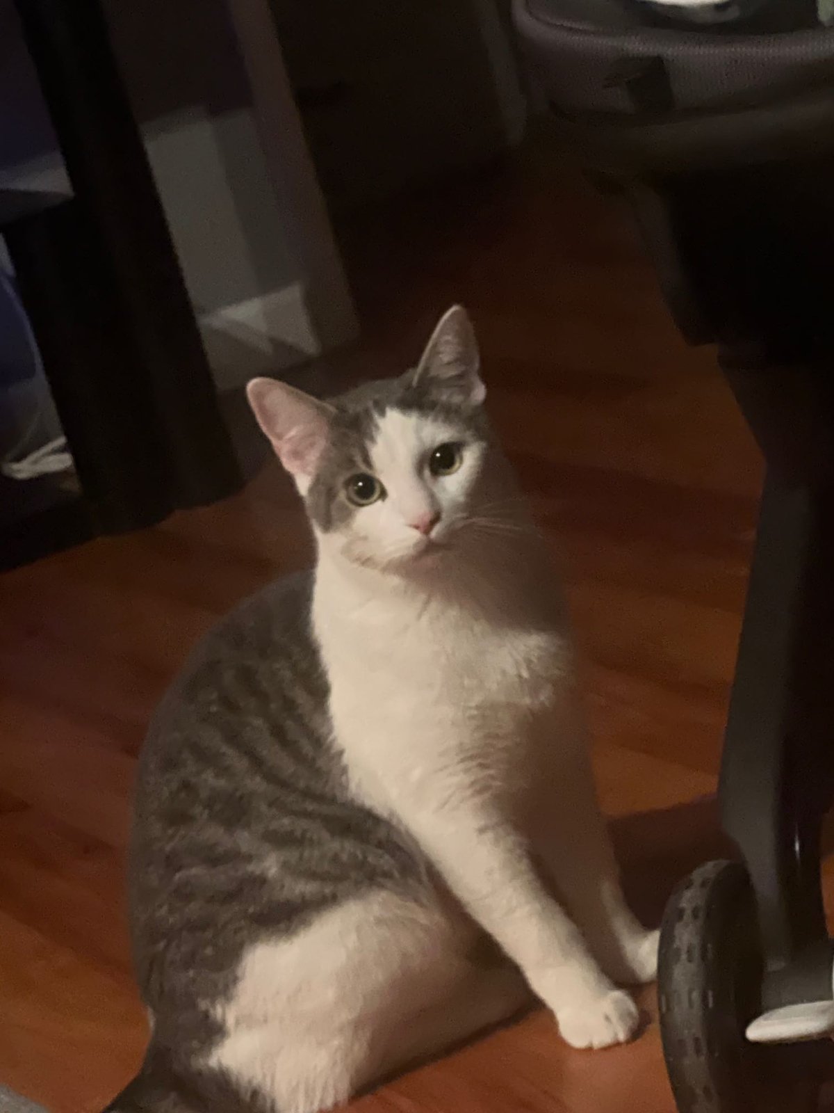 Lost Cat in Modesto, California — listing photo