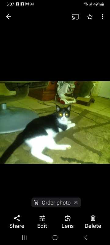 Lost Cat in South Daytona — listing photo