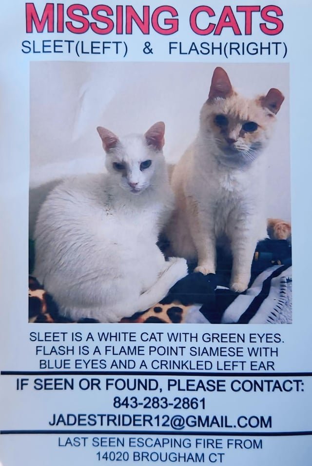 Lost Pet in Detroit, Michigan — Plymouth, MI - Cats Missing After Hines Park Place Apartments Fire on May 14th