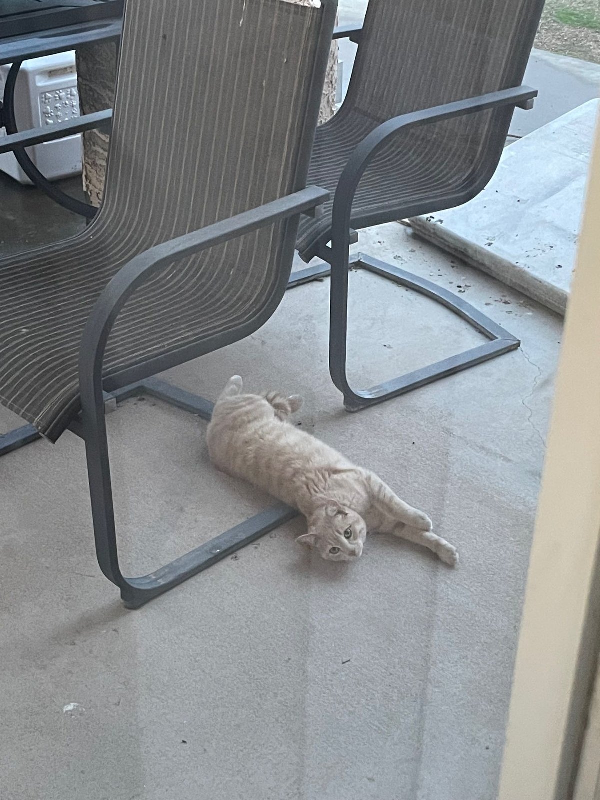 Found Cat in Peoria, Illinois — listing photo