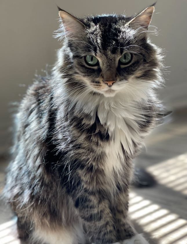 Lost Cat in Santee, California — listing photo