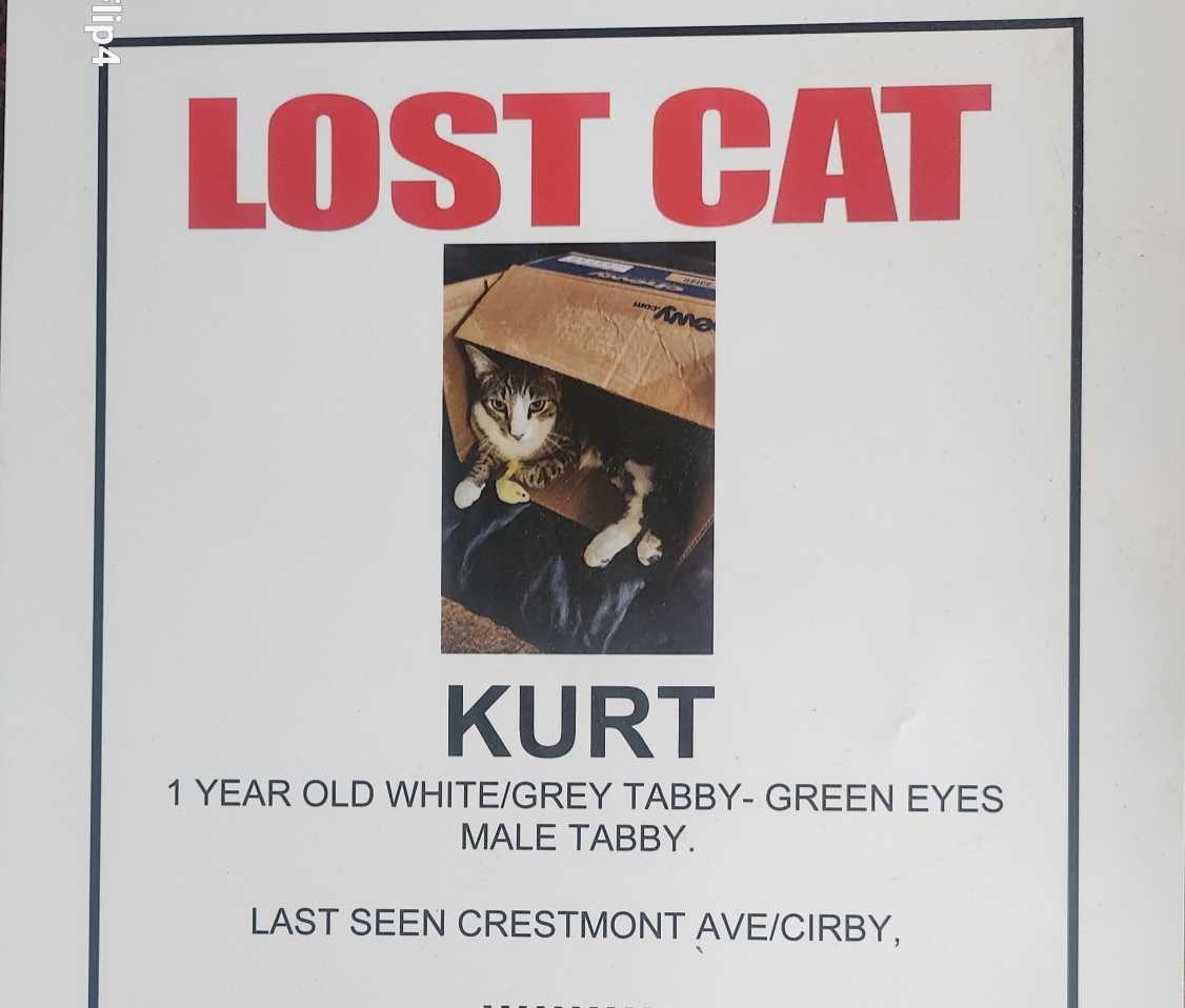Lost Cat in Roseville, California — listing photo