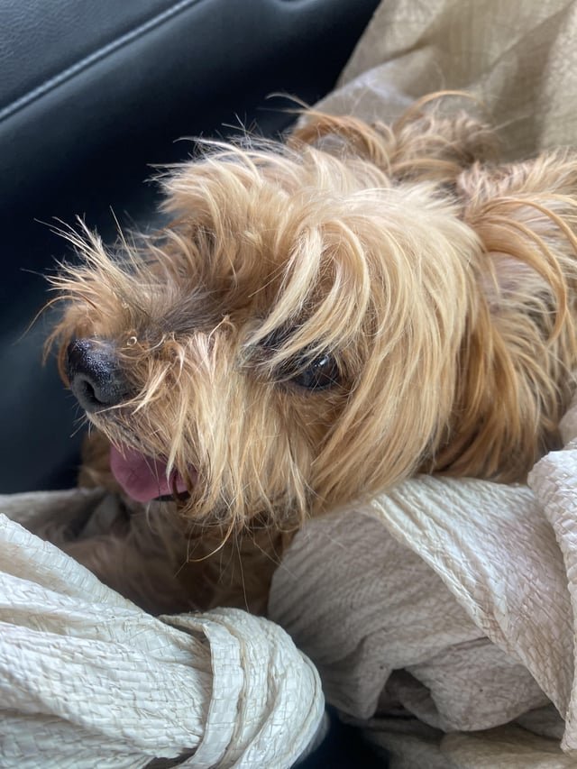 lost dog in Irvine, California
