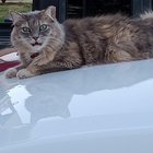 lost cat in Reading, Pennsylvania