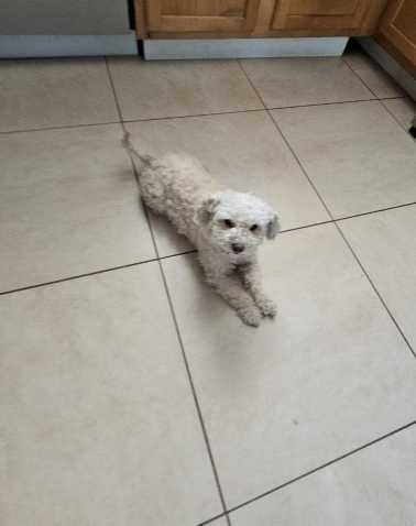 Lost Dog in Glendale, Arizona — listing photo