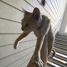 lost cat in Alamo