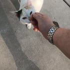 lost cat in Wichita, Kansas
