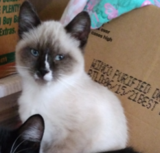Lost Cat in Yuba City, California — listing photo