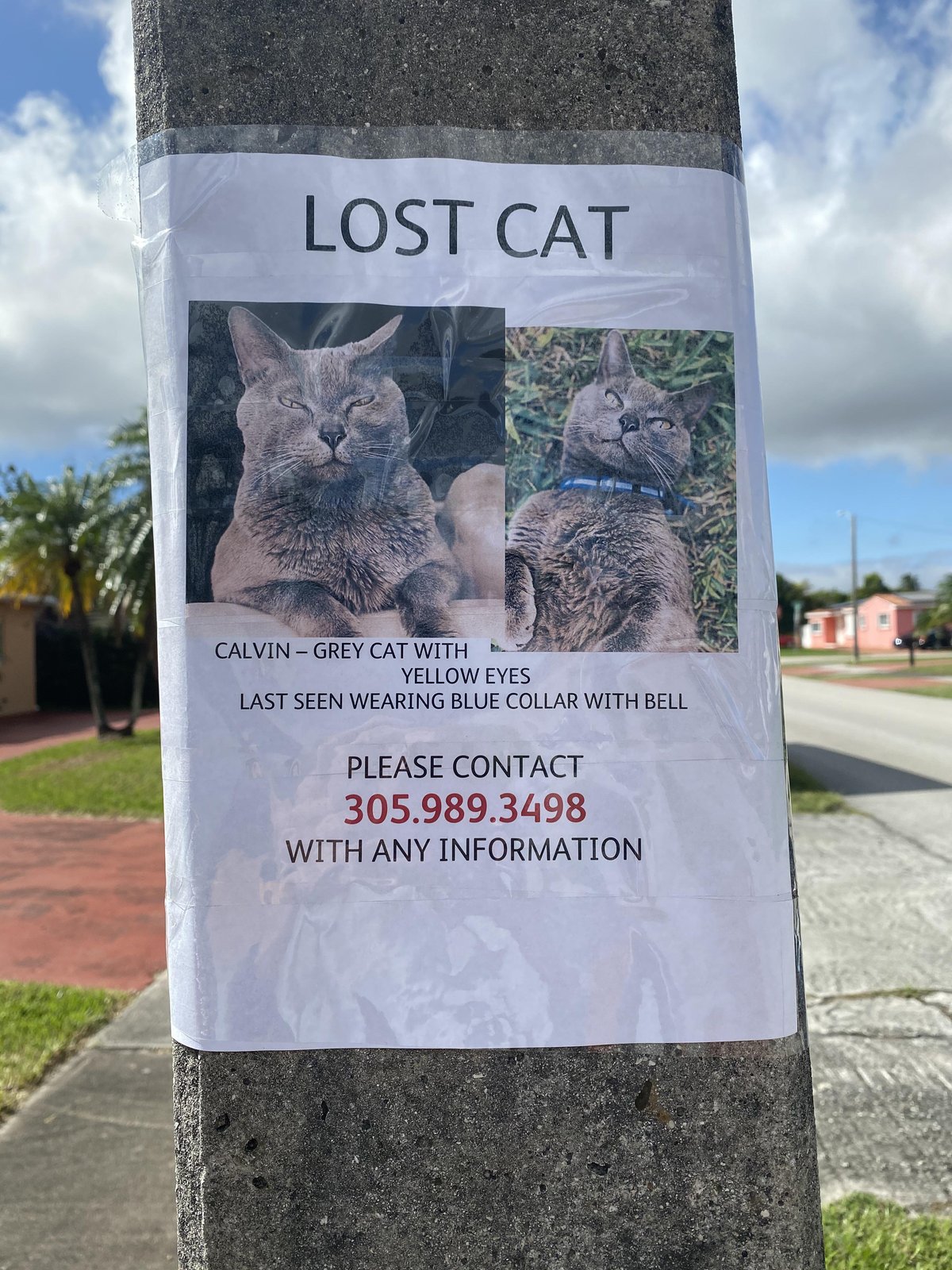 Lost Cat in Miami, Florida — listing photo