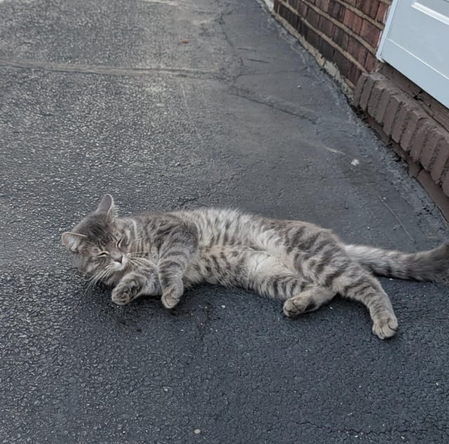 found cat in Cleveland, Ohio