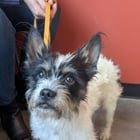 lost dog in Wichita, Kansas