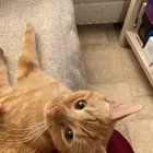 Found Cat in Orange, California — listing photo