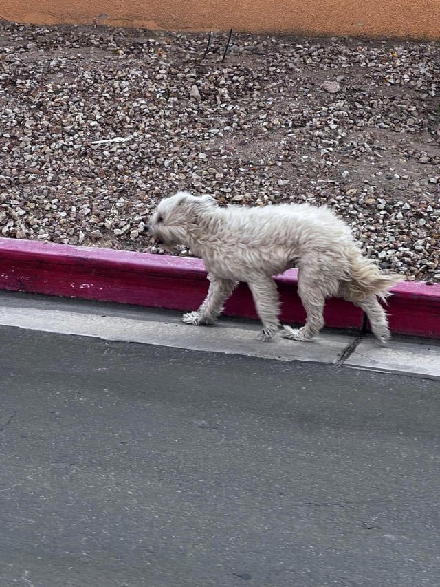 lost dog in Las Vegas, Nevada
