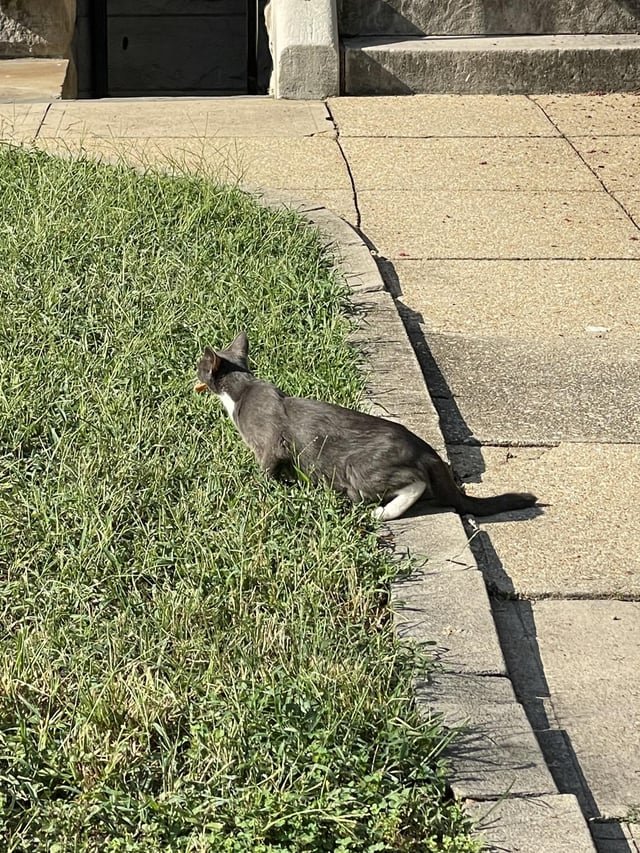 Found Cat in Washington, District of Columbia — listing photo