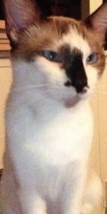 Lost Cat in Ames, Iowa — listing photo