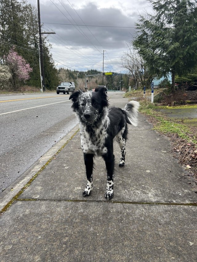 found dog in Bellingham, Washington