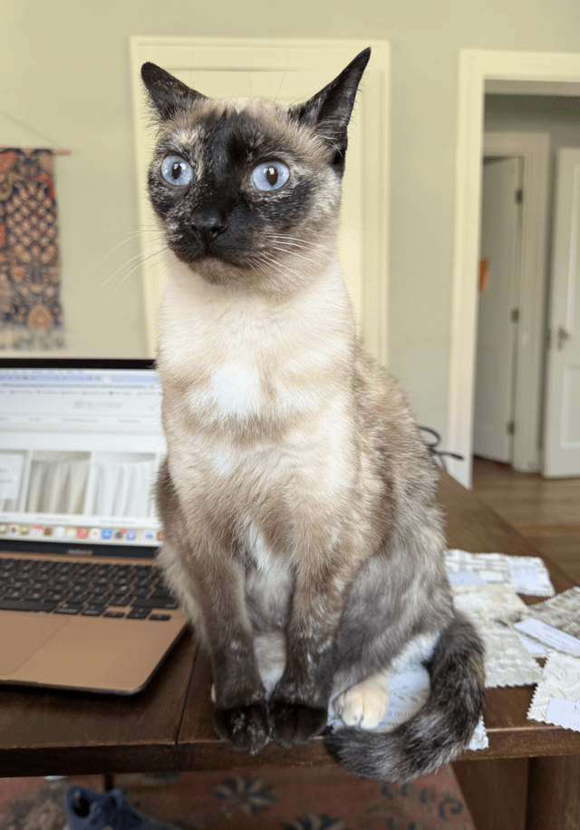 Lost Cat in Fort Worth, Texas — listing photo