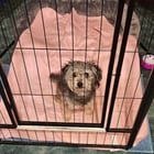 found dog in Denver, Colorado