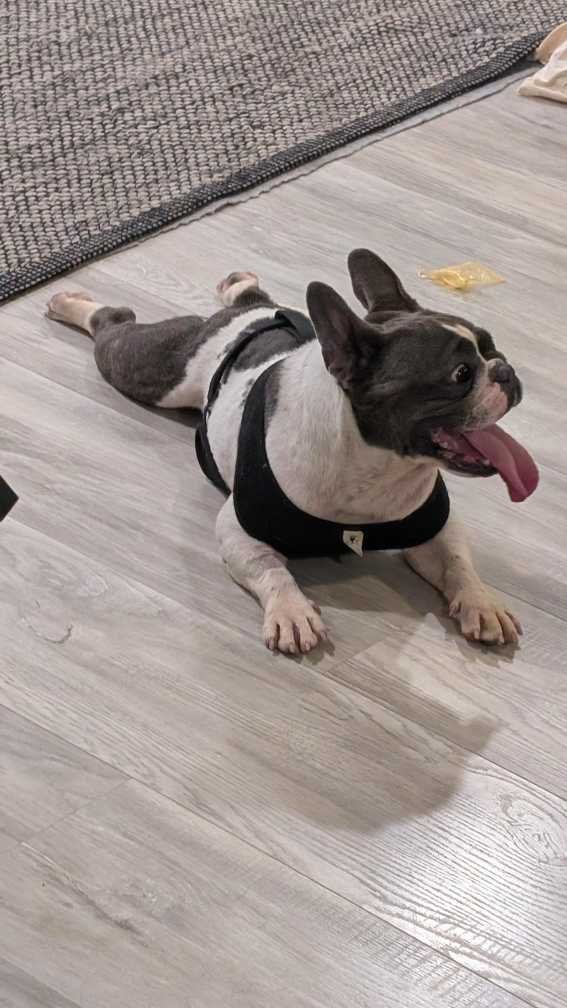Found Dog in Houston, Texas — listing photo