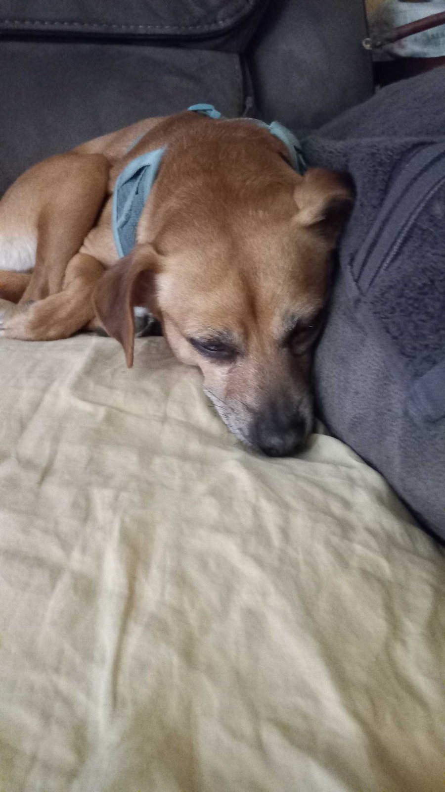 Lost Dog in Palm Bay, Florida — listing photo