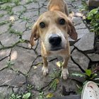 found dog in Kansas City, Missouri