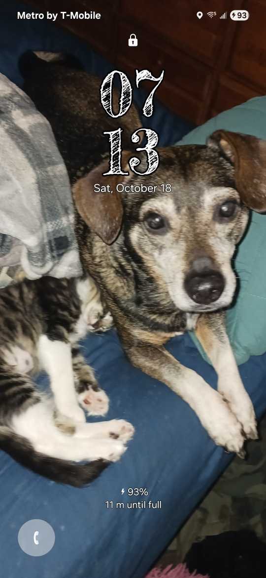 Lost Dog in Albany, New York — listing photo