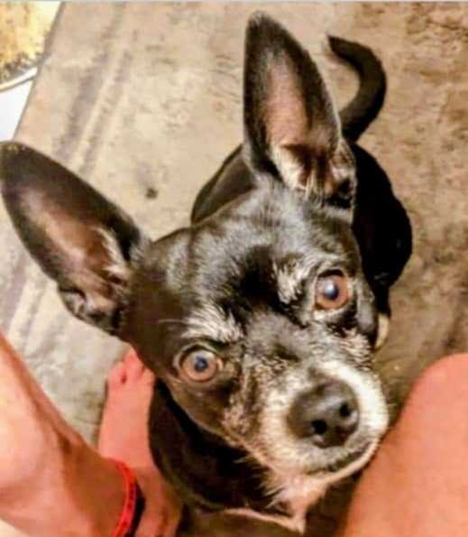 lost dog in Oklahoma City, Oklahoma