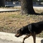 Lost Dog in San Antonio, Texas — stray dog off rittman and i35