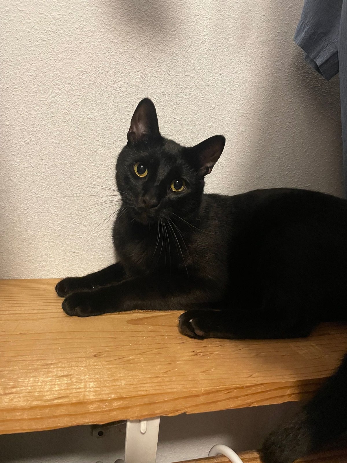 Lost Cat in Huntsville, Texas — listing photo
