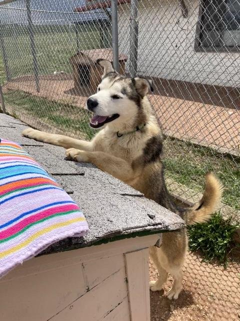 Lost Dog in Colorado Springs, Colorado — listing photo
