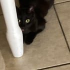 Lost Cat in Sacramento, California — anyone interested in a tiny 3 year old girl cat?