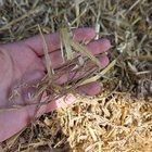 Pet alert in Omaha, Nebraska — ISO straw bales with long intact stalks