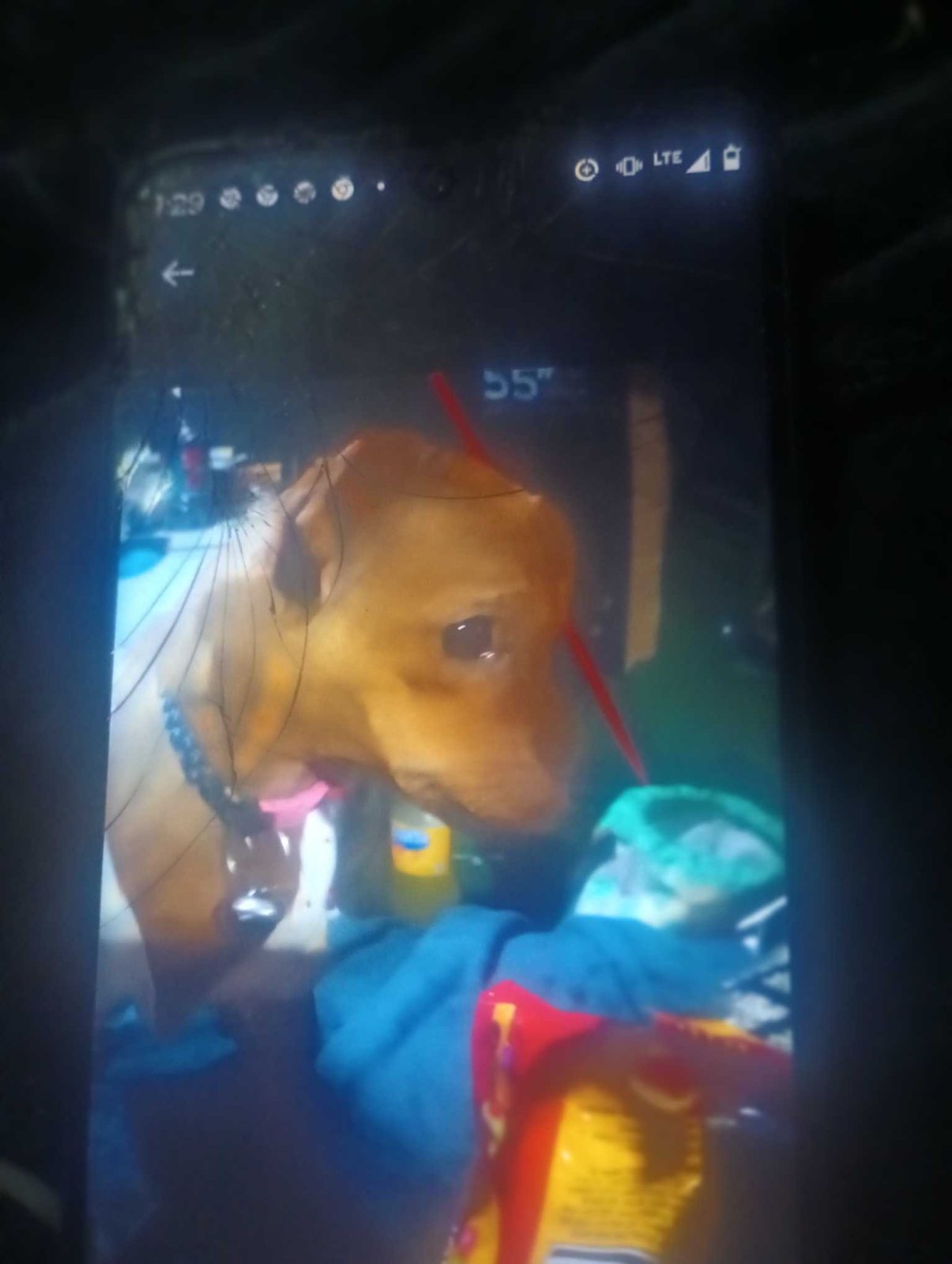 Lost Dog in Umatilla — listing photo