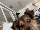 lost dog in Jacksonville, Florida