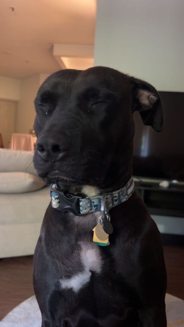 Lost Dog in Denver, Colorado — listing photo