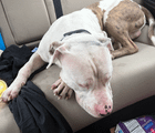 found dog in Nashville, Tennessee