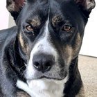 lost dog in Anchorage, Alaska