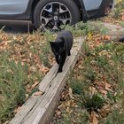 Lost Cat in Denver, Colorado — Has anyone lost a black shorthaired cat near east Denver?