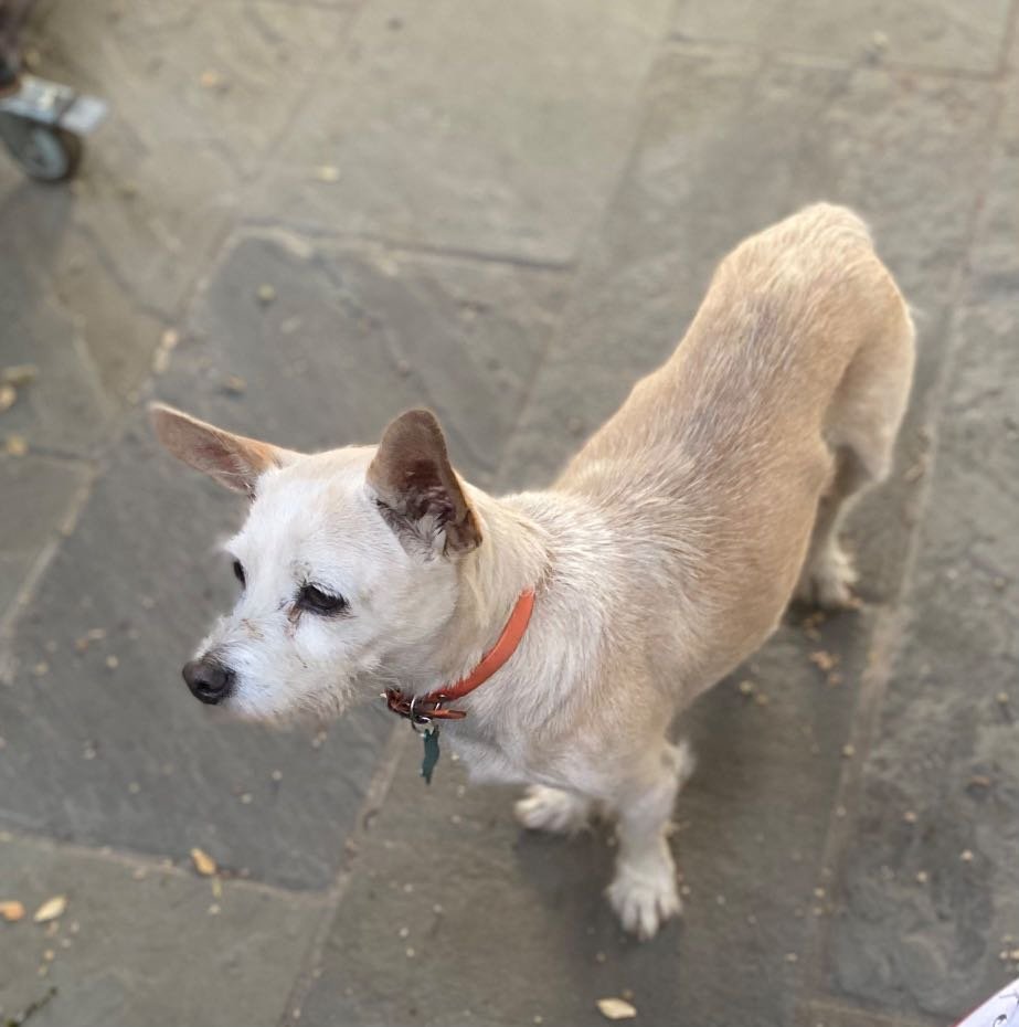 Lost Dog in Cornelius — listing photo