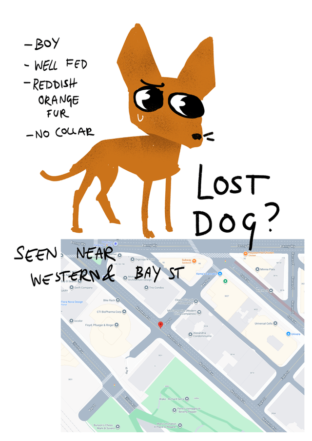 lost dog in Seattle, Washington