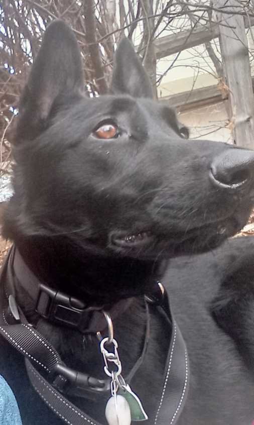 Lost Dog in Boulder, Colorado — listing photo