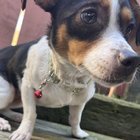 found dog in Spokane, Washington
