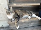 lost pet in San Jose, California