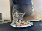 found cat in Toledo, Ohio