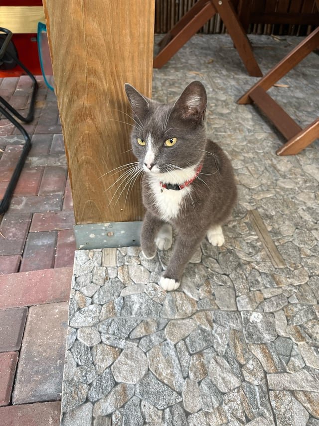 found pet in Tampa, Florida