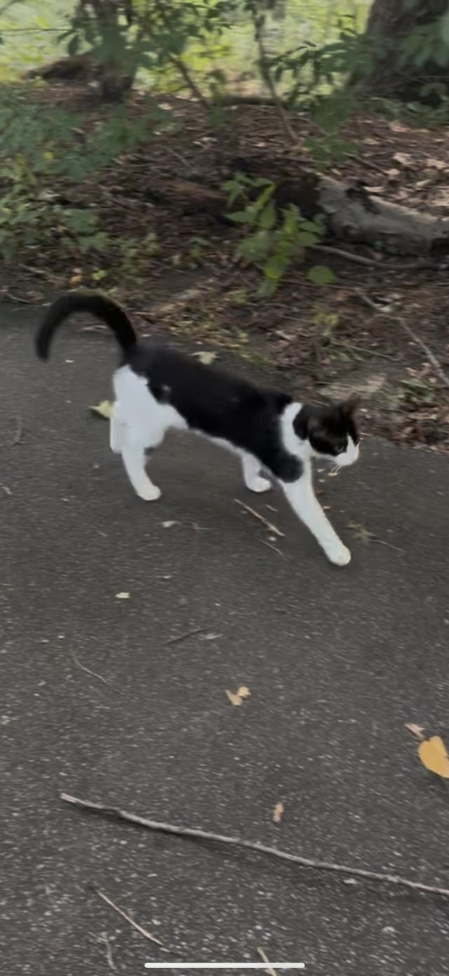 lost cat in K