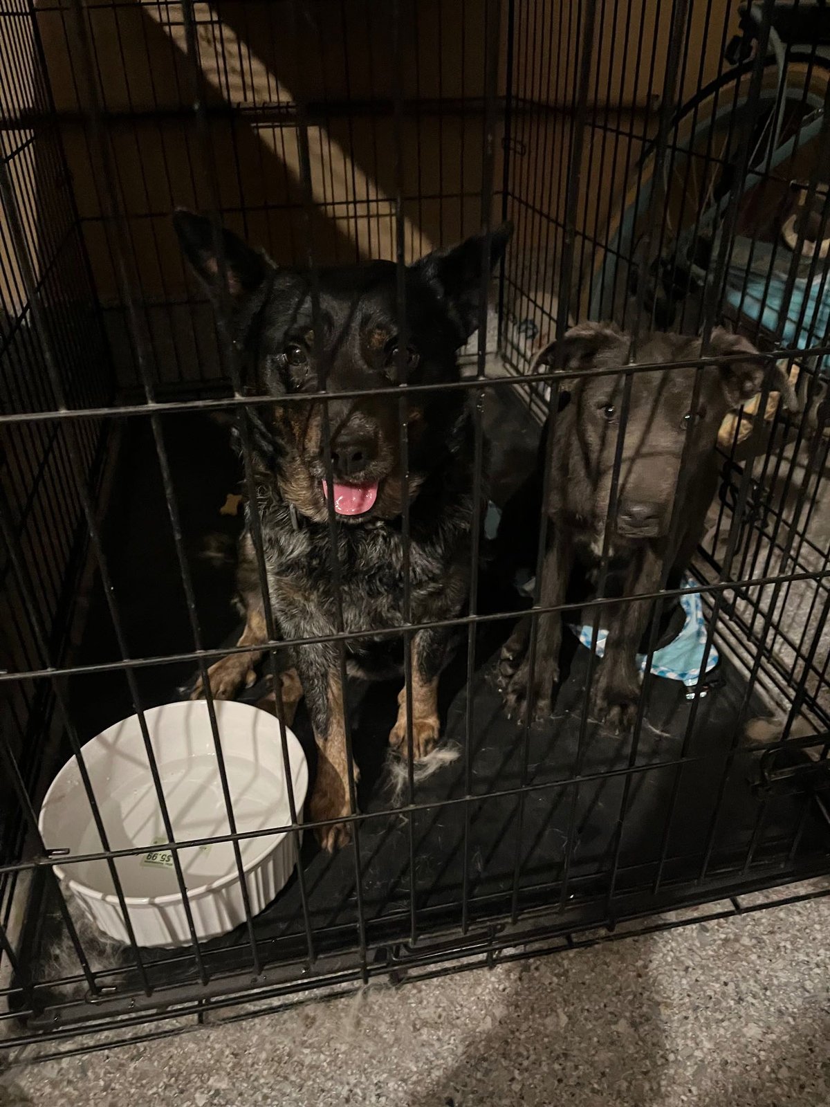 Found Dog in Eastvale, California — listing photo